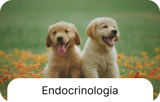 Serviço veterinário 5